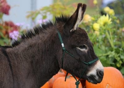 miniature donkey halter